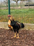 Soeandese vechters, Dieren en Toebehoren, Pluimvee, Meerdere dieren, Kip