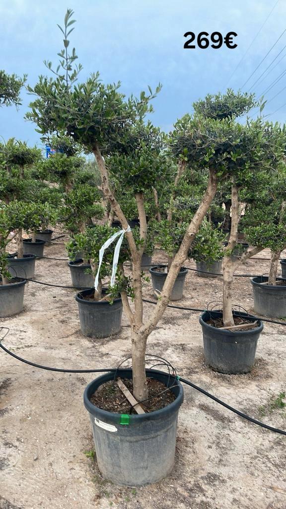 Olijfbomen olea europaea plato april 2026 in België!., Tuin en Terras, Planten | Bomen, Ophalen