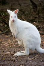 wallaby kangoeroe, Dieren en Toebehoren, Mannelijk