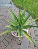 Agave 15 jaar oud plus pot, Volle zon, Vaste plant, Bloeit niet, Ophalen