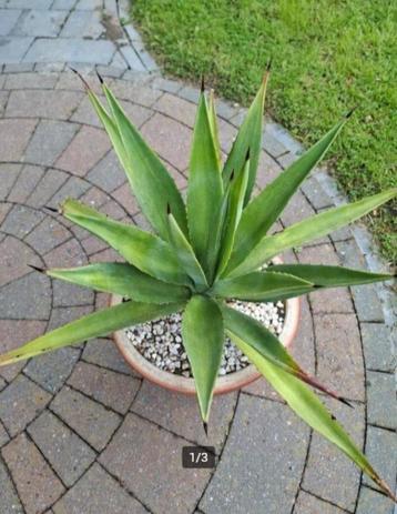 Agave 15 jaar oud plus pot beschikbaar voor biedingen