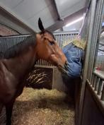 Paard, Dieren en Toebehoren, Paarden, Ruin, Zadelmak, 3 tot 6 jaar, 160 tot 165 cm