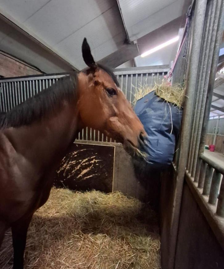 Paard, Dieren en Toebehoren, Paarden, Ruin, Zadelmak, 160 tot 165 cm, 3 tot 6 jaar, Recreatiepaard