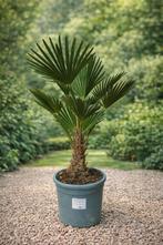 Trachycarpus Wagnerianus - op voorraad, Enlèvement