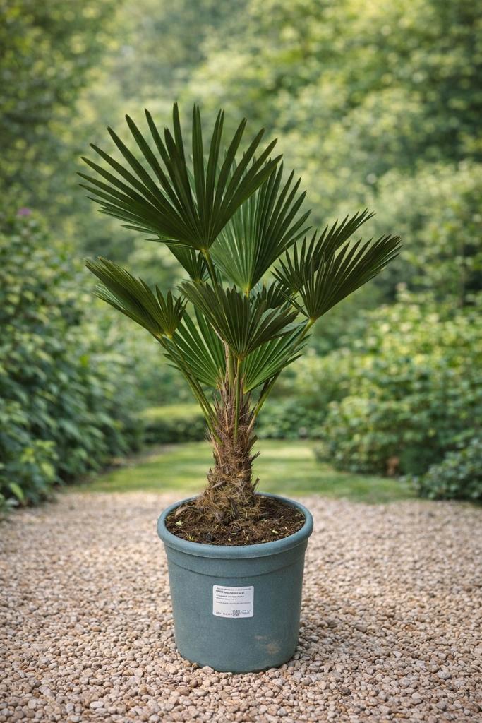 Trachycarpus Wagnerianus - op voorraad, Jardin & Terrasse, Plantes | Jardin, Enlèvement