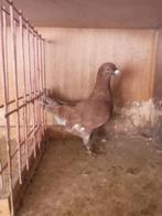 Kleurpostduiven, Dieren en Toebehoren, Vogels | Duiven, Meerdere dieren, Postduif