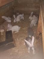 Duitse reuzen, Dieren en Toebehoren, Konijnen, Geslacht onbekend, Groot