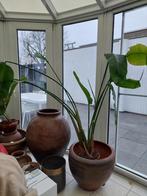 Paradijsvogelplant, Enlèvement, 100 à 150 cm