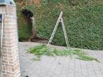 Tuinonderhoud snoeien snoeiwerk, hagen, struiken bomen, Diensten en Vakmensen