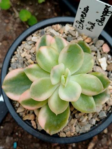 Echeveria 'Champagne- variegated  beschikbaar voor biedingen
