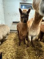 Alpaca hengst, Dieren en Toebehoren