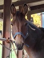 Muildier, Dieren en Toebehoren, Paarden, Ruin