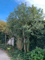 3x hulst plant boom, Ophalen, Herfst, Halfschaduw, Overige soorten