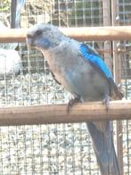 Rosella's koopjes, Meerdere dieren, Parkiet, Geringd
