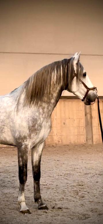 Lusitano met uitstraling 