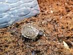 Tortue Terrapene carolina major, Dieren en Toebehoren, Reptielen en Amfibieën, Schildpad