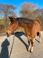 Prachtige 2 jaarse hengst, Dieren en Toebehoren, Springpaard, Gechipt, 0 tot 2 jaar, Hengst