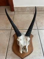 Schedel, gewei, rietbok, taxidermie, hoorns, Antiek en Kunst, Ophalen
