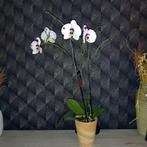 Orchidee in pot, Huis en Inrichting, Kamerplanten, Overige soorten, Halfschaduw, In pot, Bloeiende kamerplant