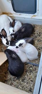 Konijnen, Meerdere dieren, Groot, 0 tot 2 jaar