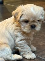 Lhasa apso pups, Dieren en Toebehoren, België, Overige rassen, CDV (hondenziekte), 8 tot 15 weken