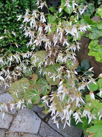 saxifraga stonifolia beschikbaar voor biedingen