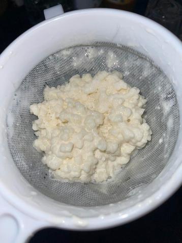 50gram Melk kefir korrels  beschikbaar voor biedingen