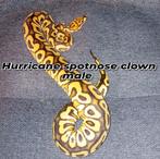 2 koppels ball pythons clown combo's, Dieren en Toebehoren, Reptielen en Amfibieën