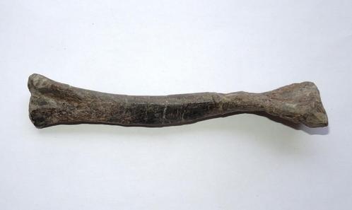 Compleet dino bot - Hadrosaurus - 13 cm, Collections, Minéraux & Fossiles, Fossile, Enlèvement ou Envoi