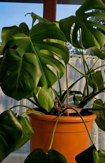 monstera, Enlèvement