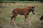 merrieveulen van Viva Vegas x Furst Romancier, Dieren en Toebehoren, Paarden, Merrie, Gechipt, Dressuurpaard, 0 tot 2 jaar