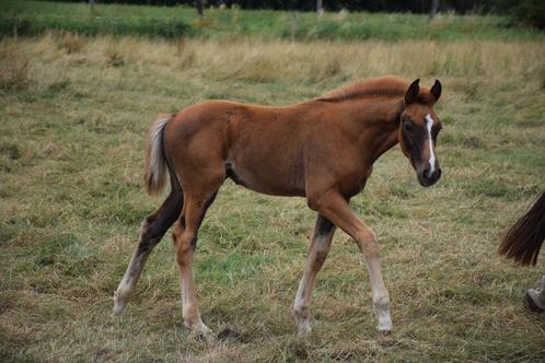 merrieveulen van Viva Vegas x Furst Romancier, Dieren en Toebehoren, Paarden, Merrie, Onbeleerd, 165 tot 170 cm, 0 tot 2 jaar