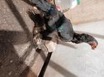 Parrot beak aseel hen, Dieren en Toebehoren, Vrouwelijk, Kip