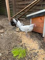 Andalusiër kriel haan + evt. hen, Meerdere dieren, Kip