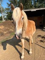 Vrolijk Weidemaatje 12 jaar, Dieren en Toebehoren, Paarden, Ruin, Niet van toepassing, Gechipt, 11 jaar of ouder