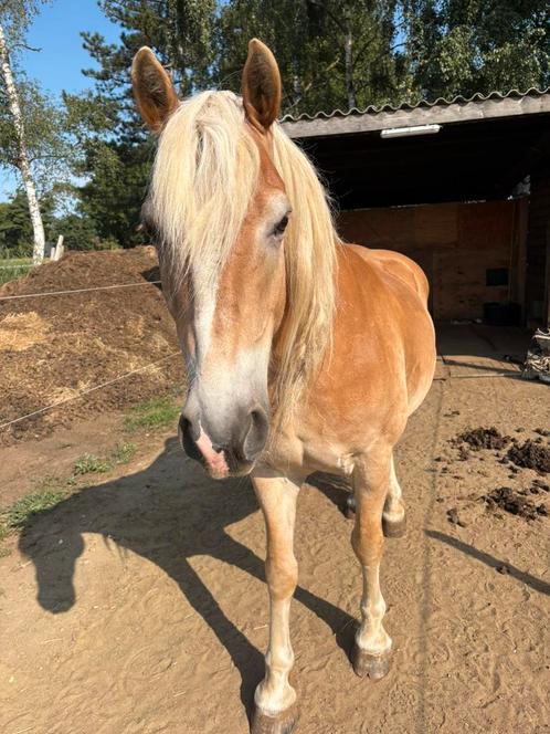 Vrolijk Weidemaatje 12 jaar, Dieren en Toebehoren, Paarden, Ruin, Niet van toepassing, 11 jaar of ouder, Gechipt, Ontwormd, Ingeënt