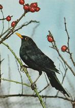 MEREL  ( Man ), Verzamelen, Postkaarten | Dieren, Verzenden, Ongelopen, Vogel