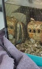 Chinese algeneter +/- 10cm, Dieren en Toebehoren, Vissen | Aquariumvissen, Vis, Zoetwatervis