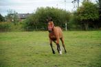 3 lieve verzorgpaarden zoeken hulp - regio St-Katelijne-Wvr, Dieren en Toebehoren, Paarden