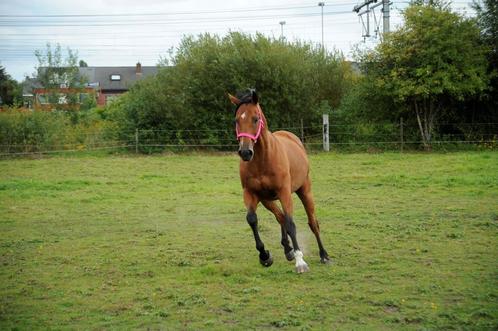 3 lieve verzorgpaarden zoeken hulp - regio St-Katelijne-Wvr, Dieren en Toebehoren, Paarden