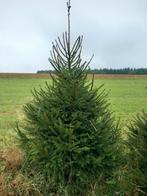 Sapins de noel. Épicéa, Jardin & Terrasse, Enlèvement ou Envoi