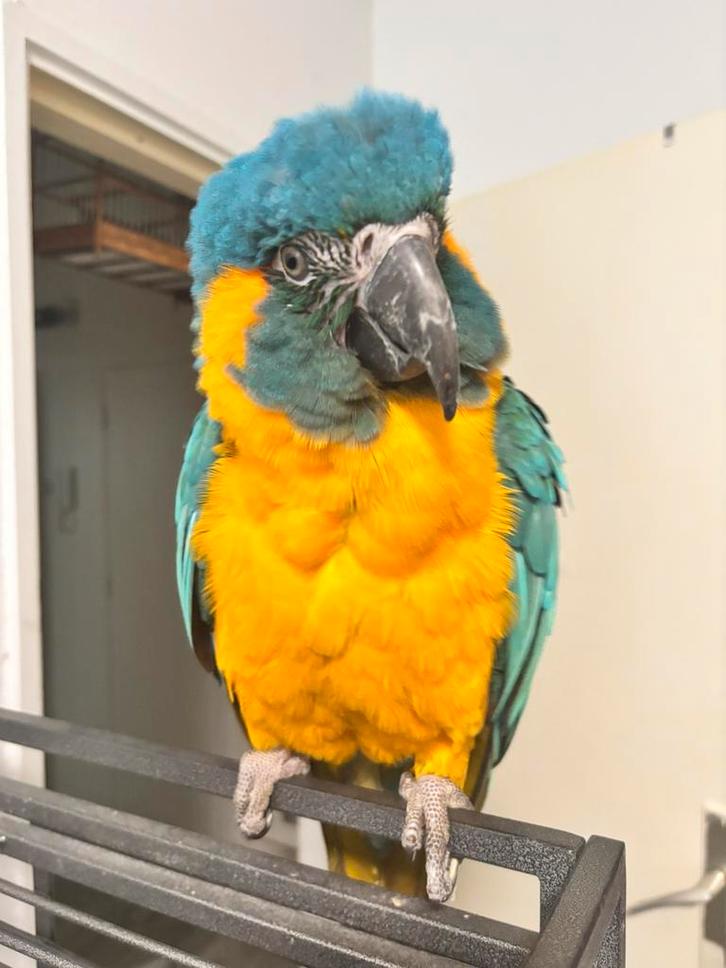 Caninde blauwkeel ara Pop, Dieren en Toebehoren, Vogels | Parkieten en Papegaaien, Geringd
