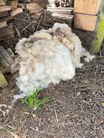 Ruwe wol van het scheren van 2 schapen, Zo goed als nieuw