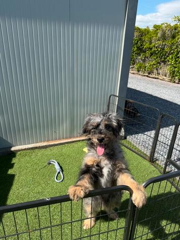 Mooie bordoodle pup (border collie x poedel) beschikbaar voor biedingen