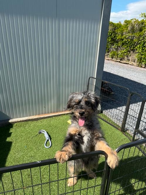 Mooie bordoodle pup (border collie x poedel), Dieren en Toebehoren, Honden | Herdershonden en Veedrijvers, Reu, Collie, Fokker | Professioneel