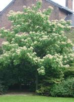 Tetradium Daniellii-echte bijenboom-struik of boomvorm !!, Ophalen