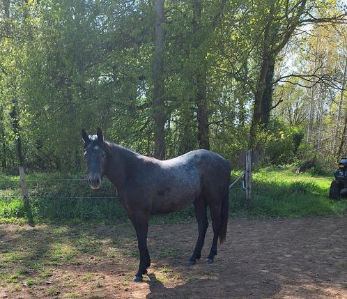 2 jarige quarter hengst, Dieren en Toebehoren, Pony's, Hengst