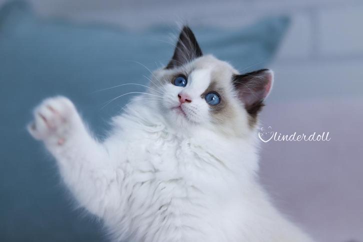 Zeer lieve Ragdoll katertje Vlinderdoll Amos met stamboom, Dieren en Toebehoren, Katten en Kittens | Raskatten | Langhaar, Kater