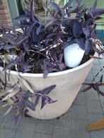 Kamerplanten en in de lente buitenplanten, Tuin en Terras, Planten | Tuinplanten, Ophalen, Lente