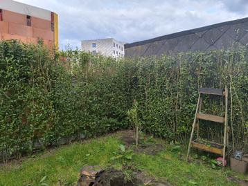 Liguster haag 2.5m / 3m  NIEUWE LAGE PRIJS  beschikbaar voor biedingen